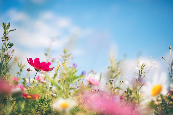 Allergy Remedies to Try This Spring