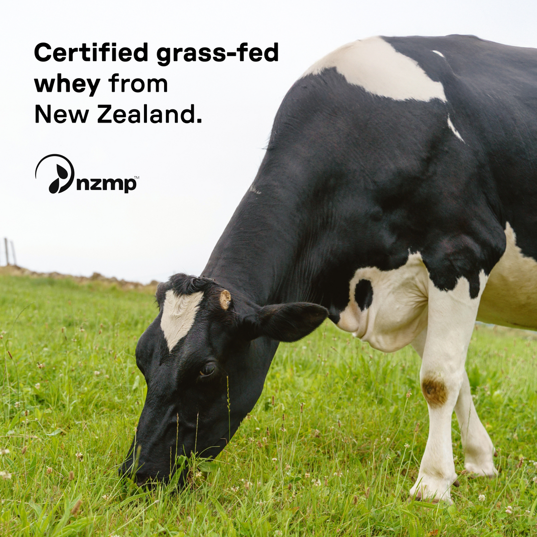 Black and white dairy cow grazing on green pasture with NZMP logo and text about grass-fed whey.