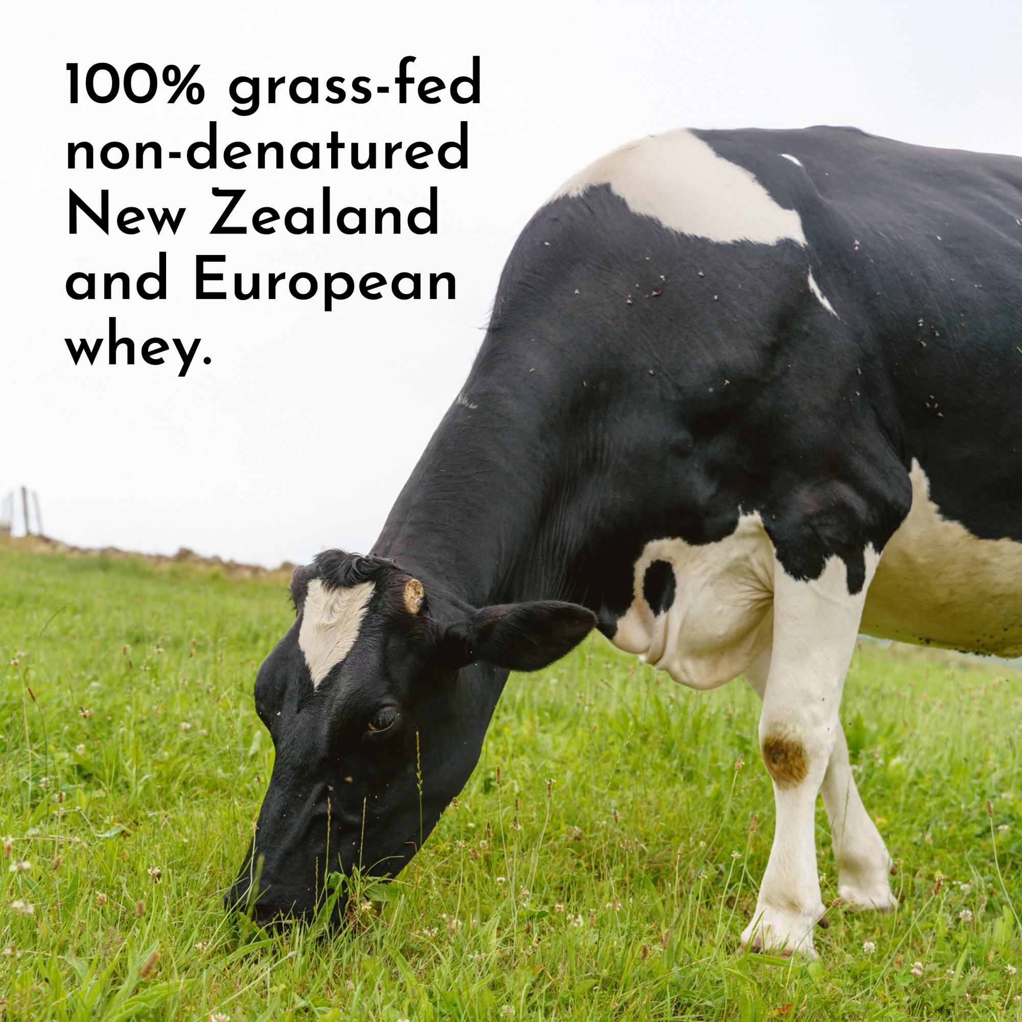 A black and white cow grazes on green grass in a field.