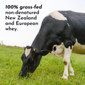 Black and white cow grazing on green grass in a field.