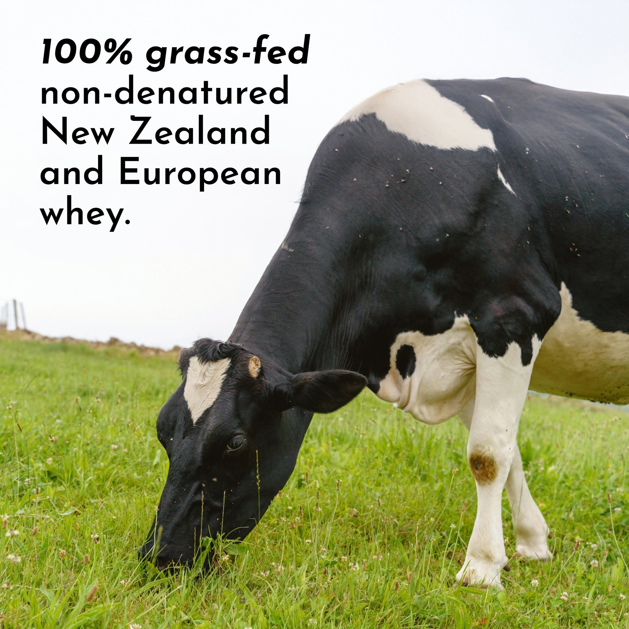 Coconut Chocolate Protein Powder Stick