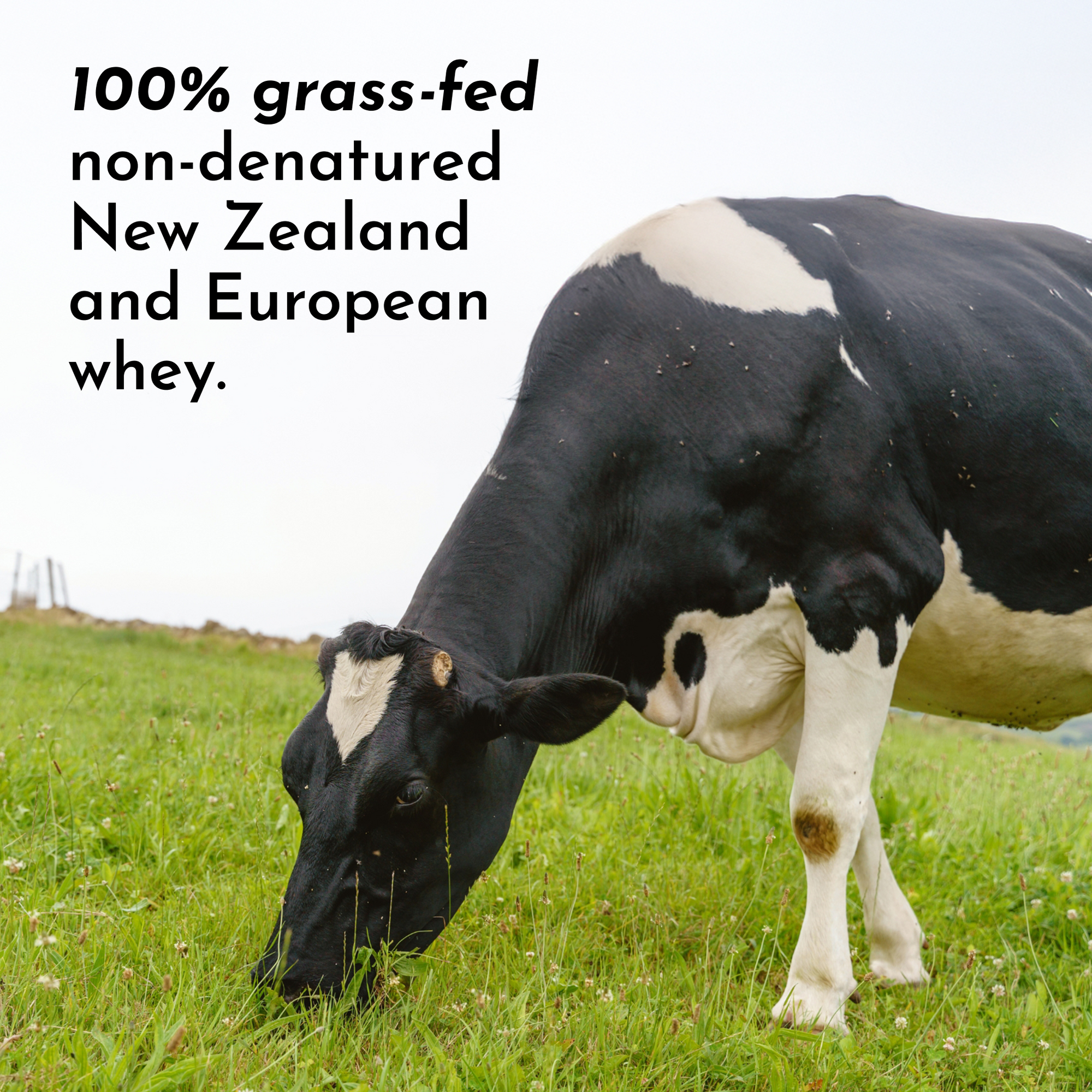 Chocolate Protein Powder Stick