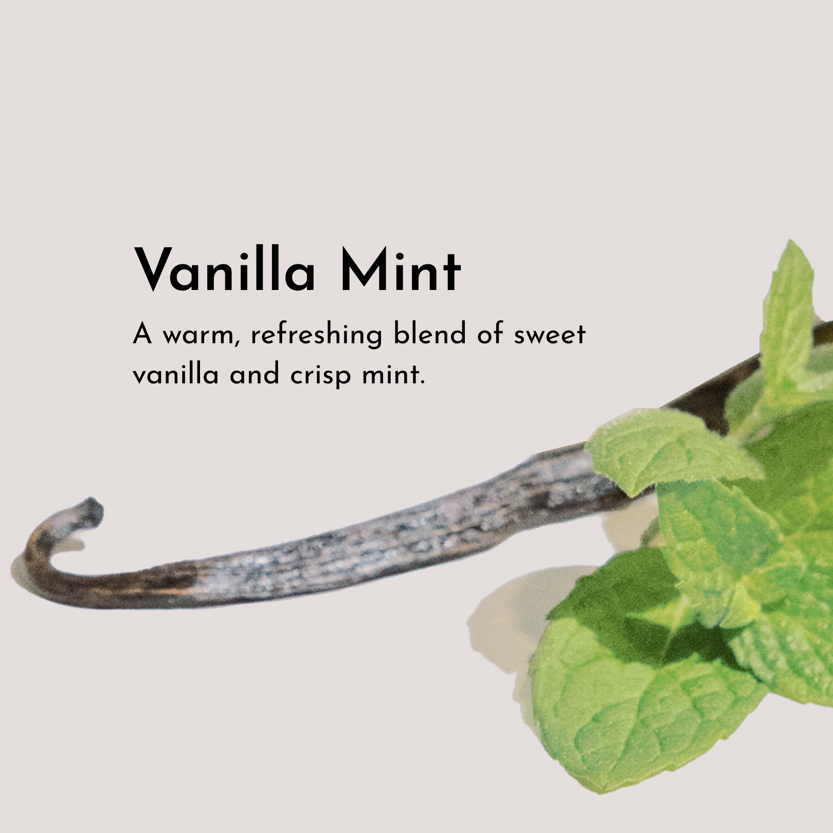 Vanilla Mint Body Lotion - 8oz – Just Ingredients Vanilla Mint Body Lotion - 8oz – Just Ingredients