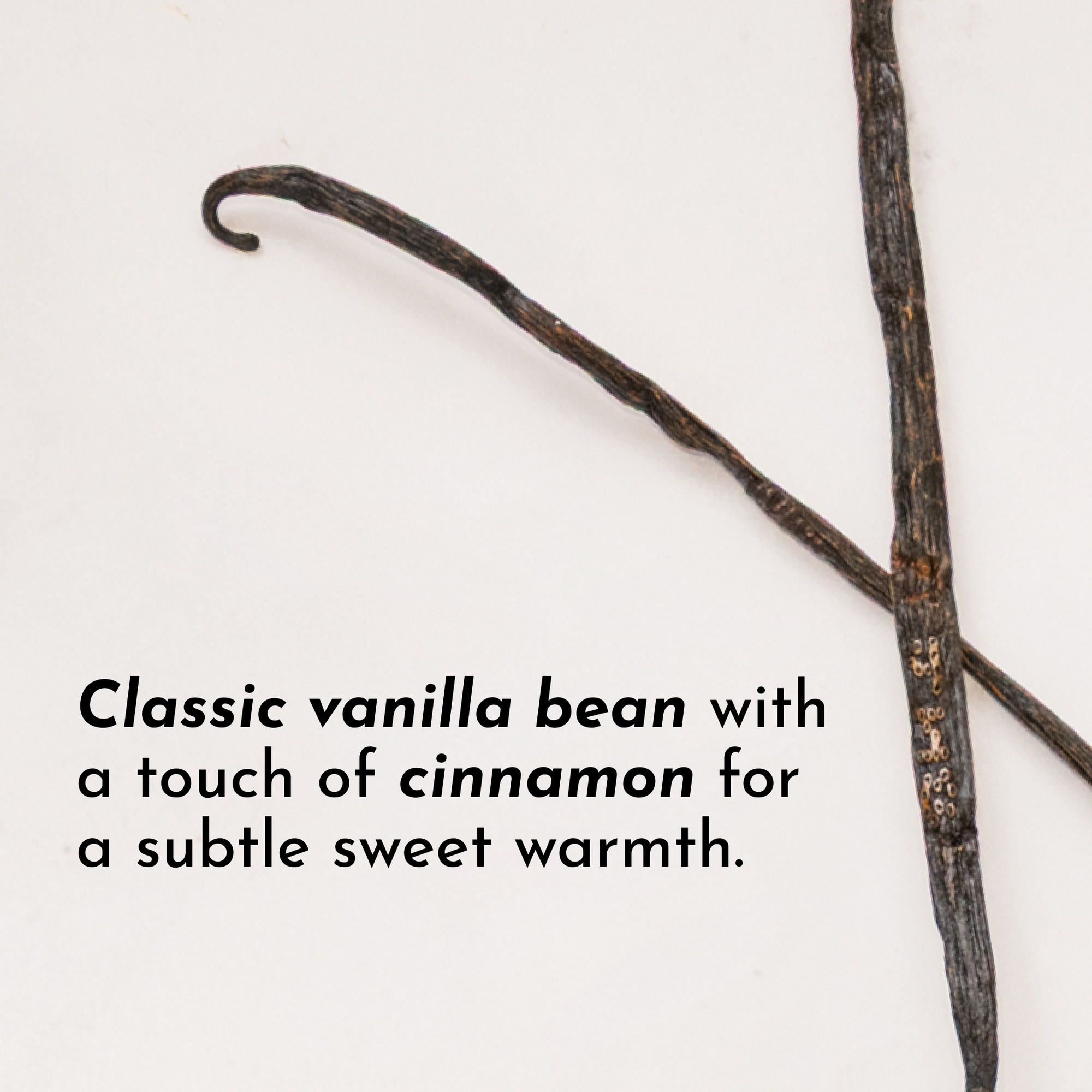 Vanilla bean pod with a curved end, lying on a light background, accompanied by text about its flavor profile.