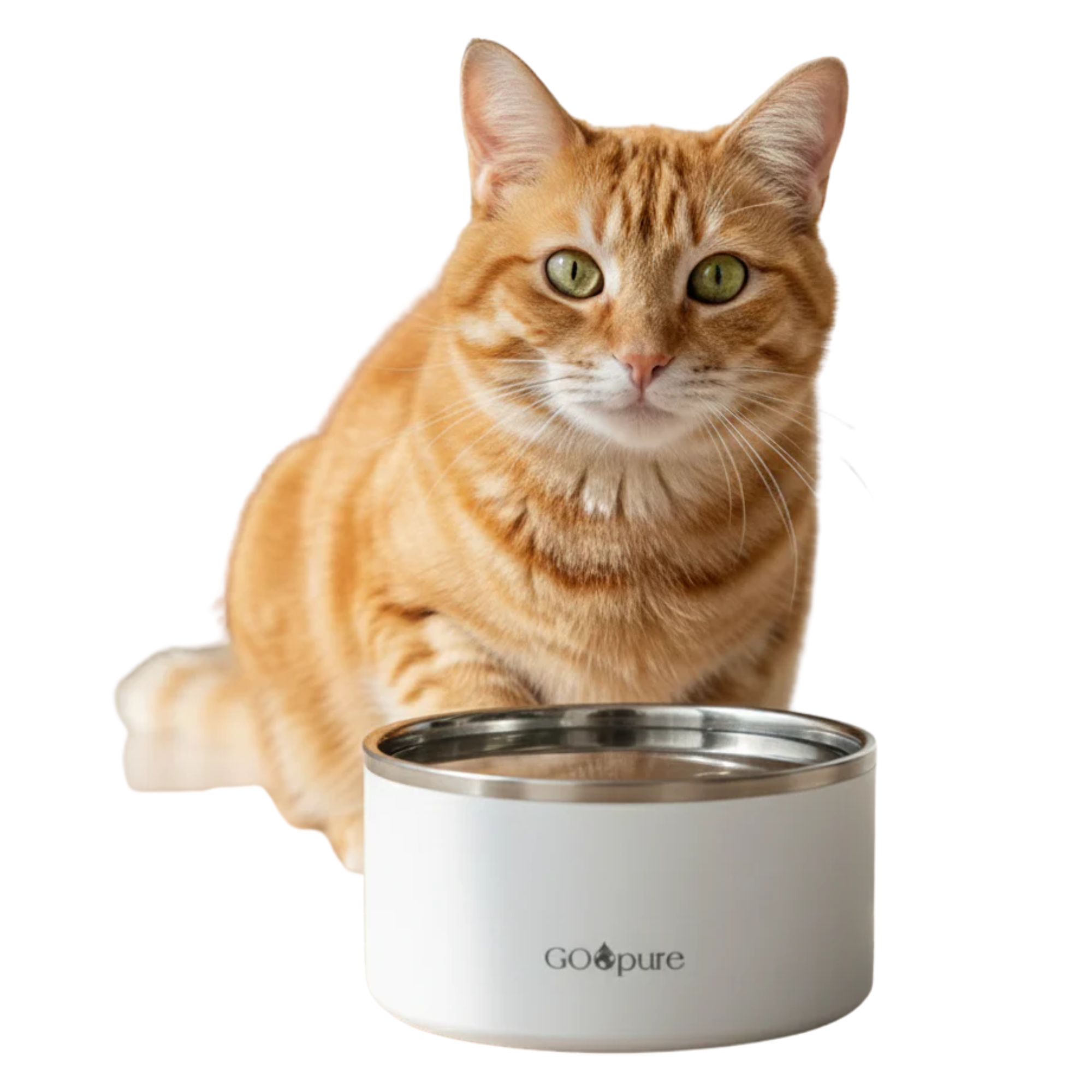 Orange tabby cat sitting beside a round, white filtered water bowl with a stainless steel rim.