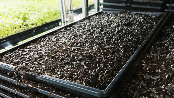 Soil