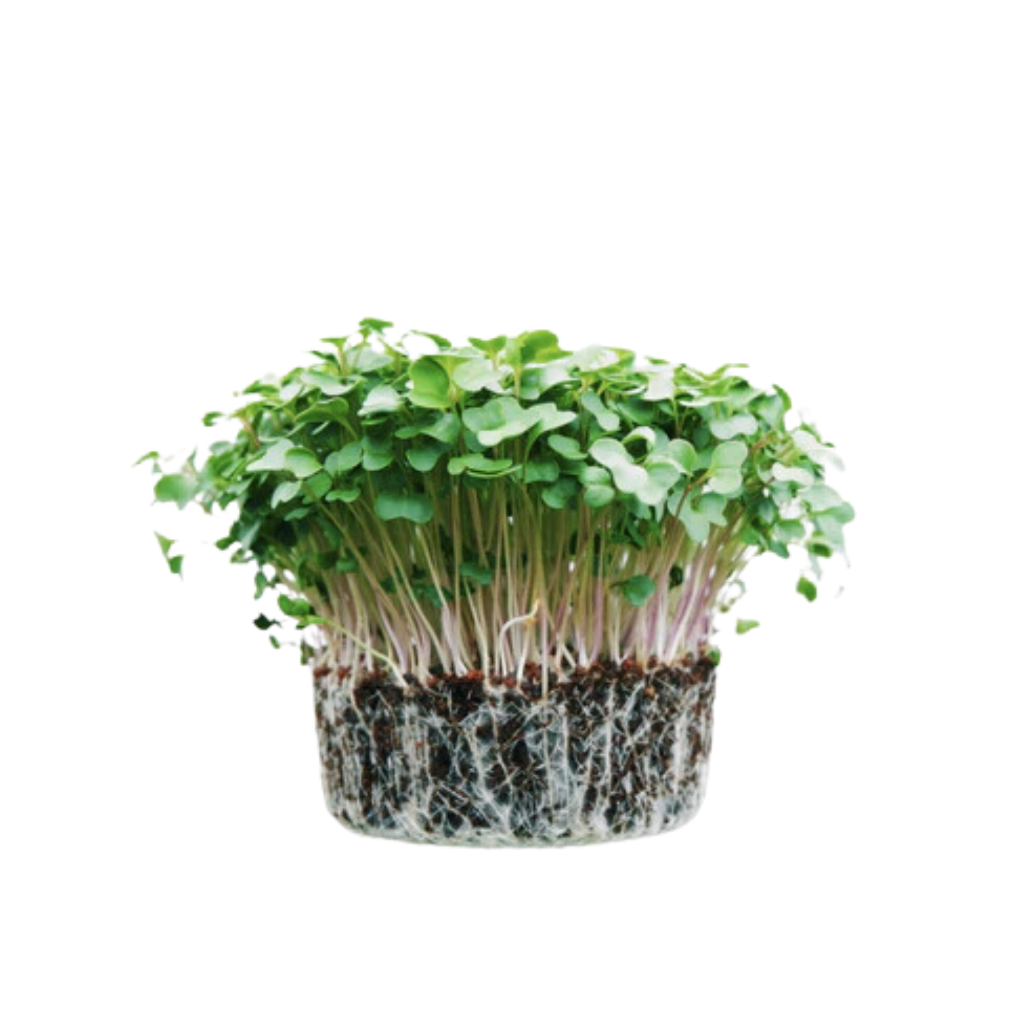 Micos Microgreens